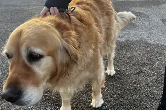 Retrouvé: Golden Retriever 11 ans - photo