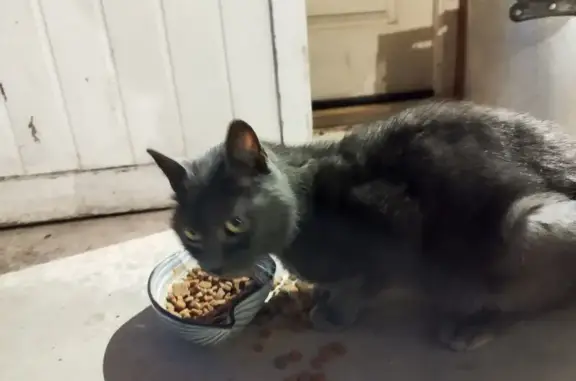 Animaux trouvés , photo: Chat affectueux gris trouvé à Penvénan