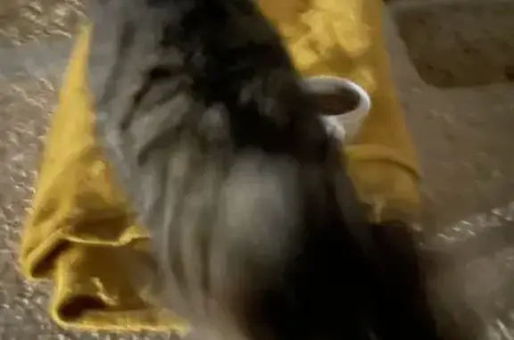 Chat perdu retrouvé à Romans - photo