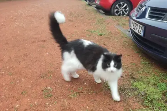 Chat noir et blanc perdu - photo