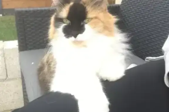 Chat perdu, , photo: Chatte Clochette perdue à Fouju