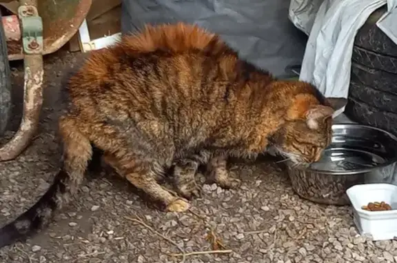 Chatte aveugle trouvée à Jolimetz - photo