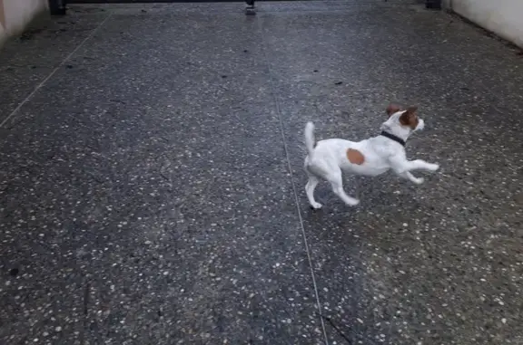 Chien perdu secouru à Pernes - photo