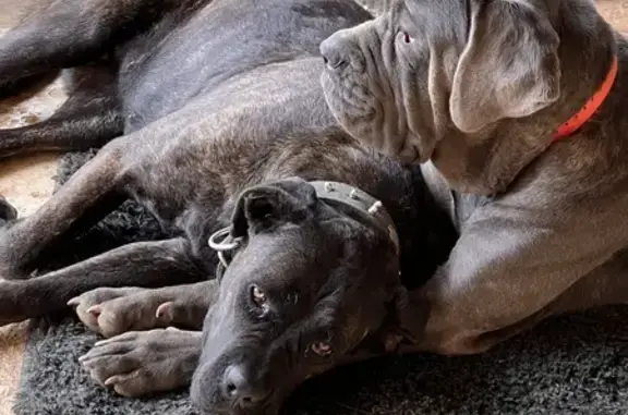 Animaux perdus , photo: Chiennes Cane Corso perdues