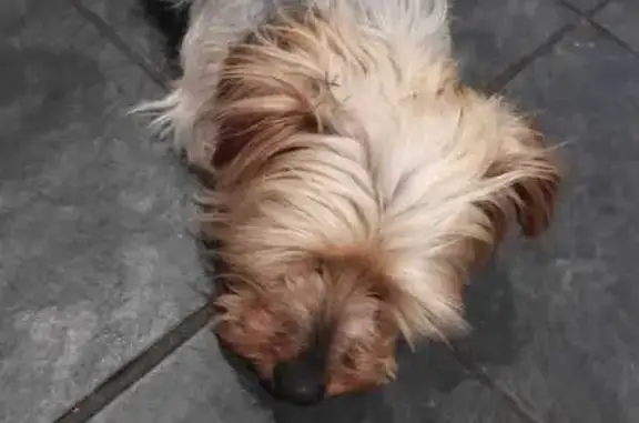 Lost Yorkie Male in Pringle - Chesterton St!