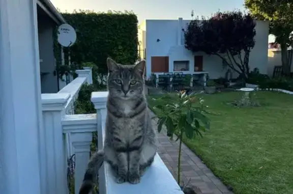 Lost Grey Tabby in Penlyn Ave - Help!