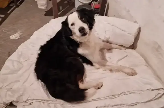 Animaux trouvés , photo: Chien noir et blanc retrouvé
