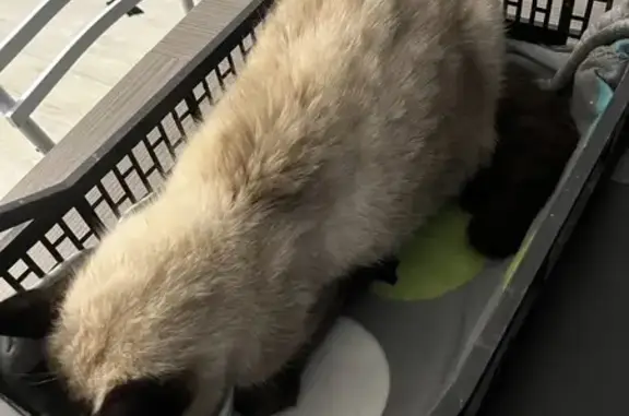 Chat siamois blessé trouvé - photo