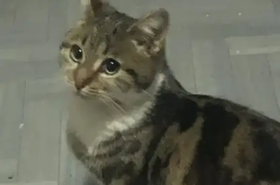 Chatte perdue retrouvée à Camon - photo