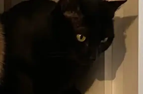 Animaux perdus Lignan-sur-Orb, photo: Réglisse, chat noir perdu