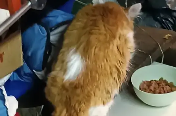 Chat trouvé à Lunéville - photo