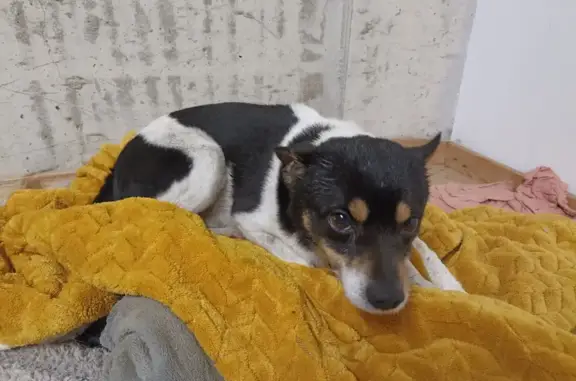Chien perdu à Moyrazès retrouvé - photo
