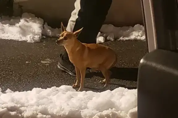 Chien fauve trouvé, Vulbens - photo
