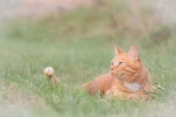 Animaux perdus , photo: Chat roux boiteux perdu à Rans