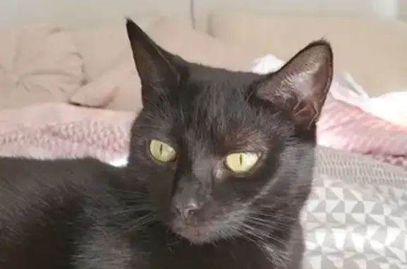 Lost Black Cat in Gold Coast - Help Us!