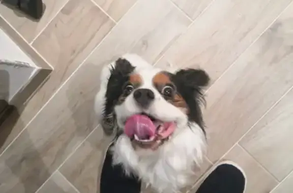 Animaux trouvés Saint-Pryvé-Saint-Mesmin, photo: Chien Cavalier trouvé à Saint-Pryvé