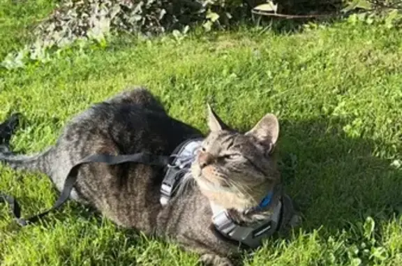 Animaux perdus Tourcoing, photo: Chat Marie perdu - Tourcoing