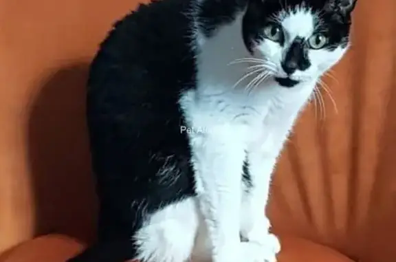 Chat perdu, Cognac, photo: Chat noir et blanc perdu à Cognac