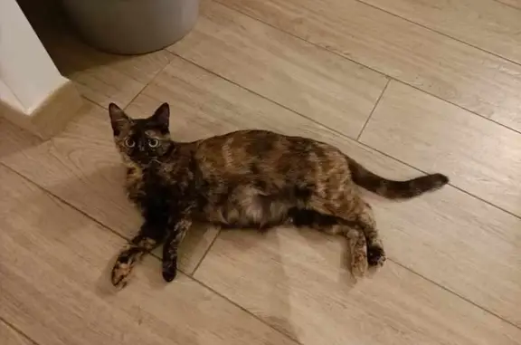 Chat perdu, La Roche-de-Glun, photo: Chatte écaille tortue perdue