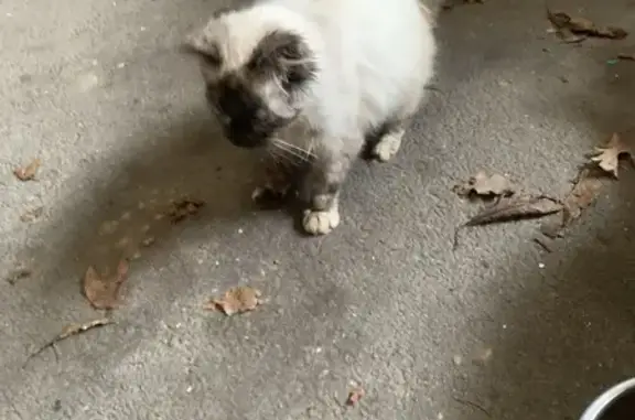 Chaton siamois trouvé au Bono - photo