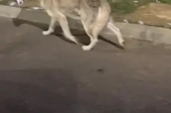 Chien maigre retrouvé à Varennes - photo