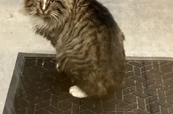 Chat sauvage squatteur au Domaine - photo