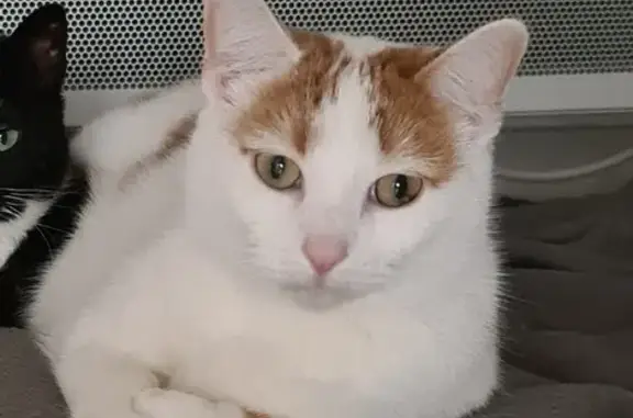 Chat perdu, , photo: Chatte blanche perdue à Landrethun
