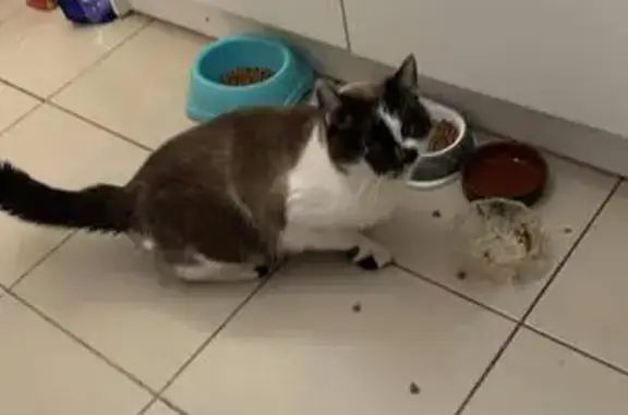 Chat blanc tête noire perdu - photo