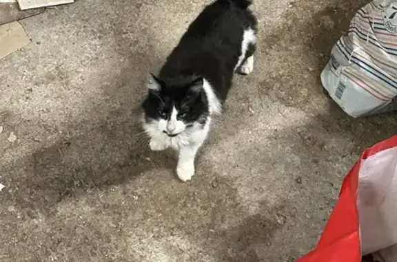 Animaux trouvés , photo: Chatonne affectueuse trouvée D332