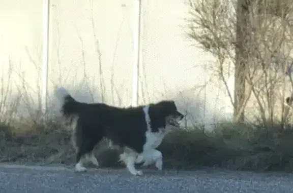 Chien perdu à Méjannes retrouvé - photo