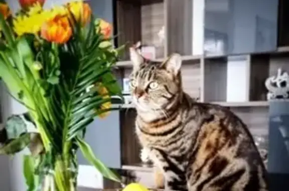 Animaux perdus Le Cannet, photo: Xéna, chat perdu - Le Cannet