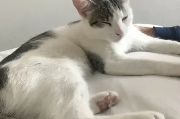 Chat perdu, Pfastatt, photo: Chatte perdue: Blanche/Tigrée à Pfastatt