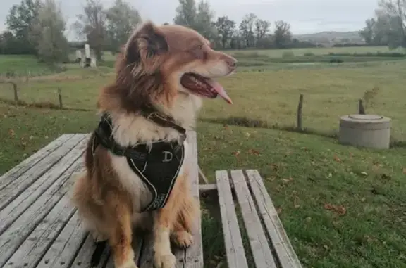 Chien perdu Balbigny, photo : Chien perdu à Balbigny 8h30