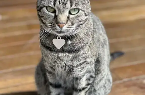 Lost Senior Tabby Cat in Kingston - Help!