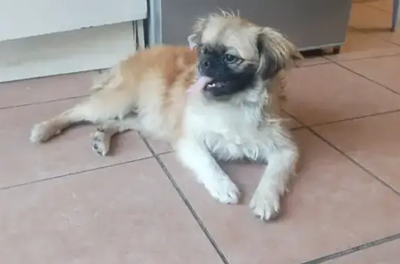 Lost Pekingese in Gauteng - Help Find Him!