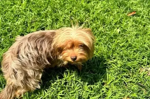 Lost Yorkie: Chokkie - Call 0609892607 if Seen!