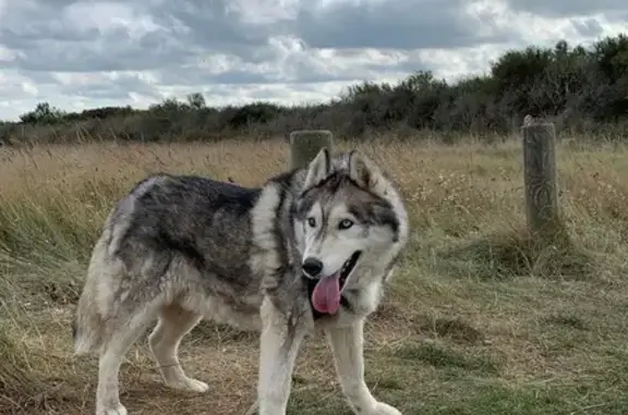Animaux perdus , photo: Alerte: Husky Sénior Perdu D146