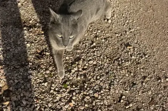Chat perdu retrouvé à Saligny - photo