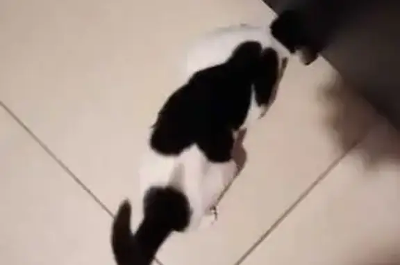 Chaton noir et blanc trouvé - photo