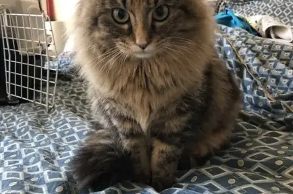 Animaux trouvés Cholet, photo: Chat perdu à Cholet retrouvé