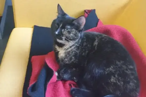 Chat noir écaille trouvé à Colombes - photo