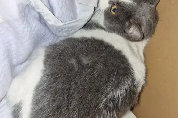 Chat gris-blanc perdu à Clermont - photo