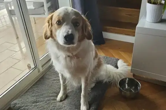 Chien perdu San-Martino-di-Lota, photo : Chien roux perdu, 36kg, San-Martino