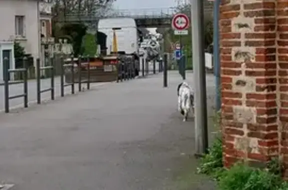 Chien perdu à Nort-sur-Erdre - photo