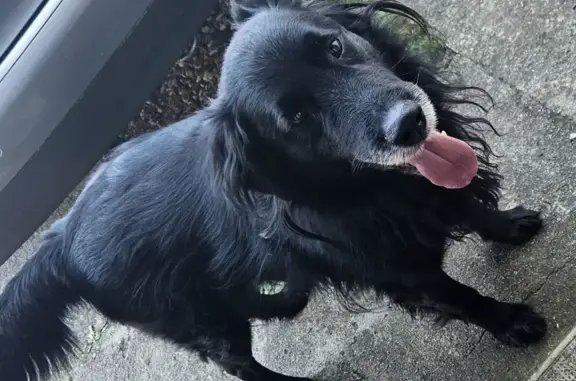 Animaux trouvés Manthelan, photo: Chien perdu à Manthelan retrouvé