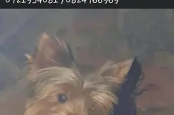 Lost Female Yorkie - Poinsettia St. #2!