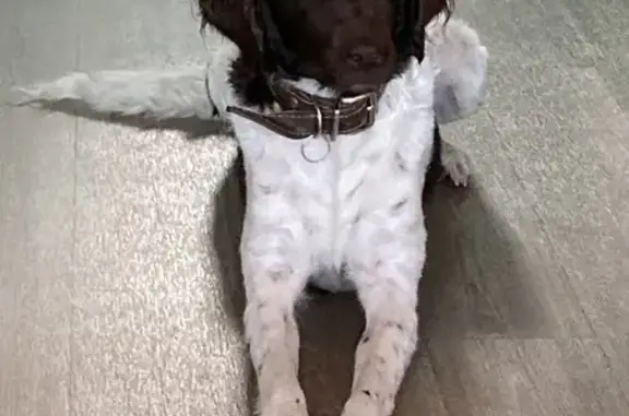 Chien perdu , photo : Praline, épagneul perdu aux Essarts