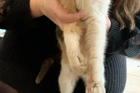 Chat tricolore trouvé à La Limouzinière - photo