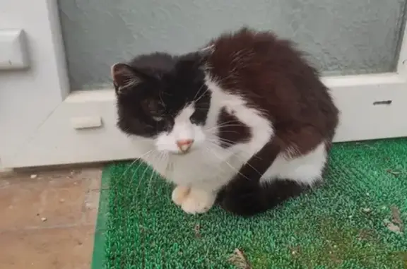 Chat malade non identifié trouvé - photo