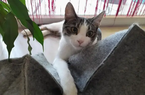 Animaux perdus Montceau-les-Mines, photo: Saxo, chat tigré, disparu